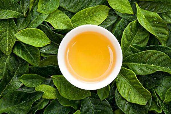 云南古樹茶的口感特征詳解